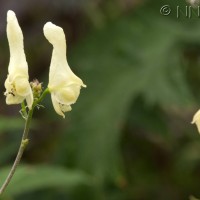 Tree Lupin